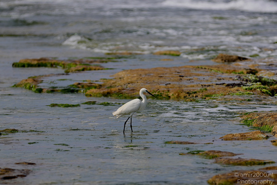 White_Egret_Wading_In_The_Shore_Of_Mediterranean_Sea_In_Tel-Aviv_Birds_Photography_Nature_Photography_Canon_EOS_R5_Mark_II_2026_032.JPG