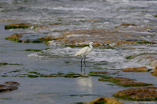 White_Egret_Wading_In_The_Shore_Of_Mediterranean_Sea_In_Tel-Aviv_Birds_Photography_Nature_Photography_Canon_EOS_R5_Mark_II_2026_033.JPG