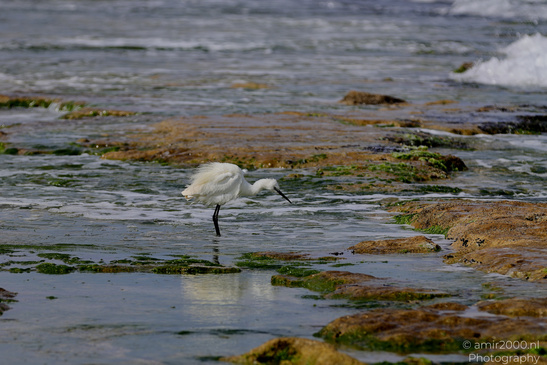 White_Egret_Wading_In_The_Shore_Of_Mediterranean_Sea_In_Tel-Aviv_Birds_Photography_Nature_Photography_Canon_EOS_R5_Mark_II_2026_034.JPG