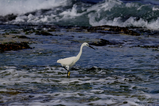 White_Egret_Wading_In_The_Shore_Of_Mediterranean_Sea_In_Tel-Aviv_Birds_Photography_Nature_Photography_Canon_EOS_R5_Mark_II_2026_035.JPG