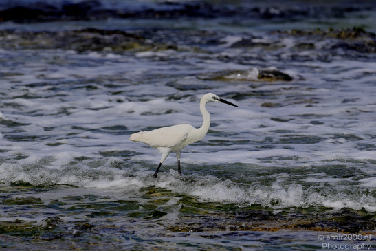 White_Egret_Wading_In_The_Shore_Of_Mediterranean_Sea_In_Tel-Aviv_Birds_Photography_Nature_Photography_Canon_EOS_R5_Mark_II_2026_036.JPG