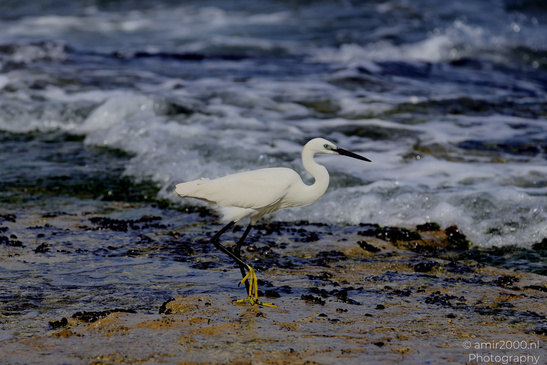 White_Egret_Wading_In_The_Shore_Of_Mediterranean_Sea_In_Tel-Aviv_Birds_Photography_Nature_Photography_Canon_EOS_R5_Mark_II_2026_037.JPG