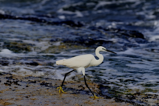 White_Egret_Wading_In_The_Shore_Of_Mediterranean_Sea_In_Tel-Aviv_Birds_Photography_Nature_Photography_Canon_EOS_R5_Mark_II_2026_038.JPG