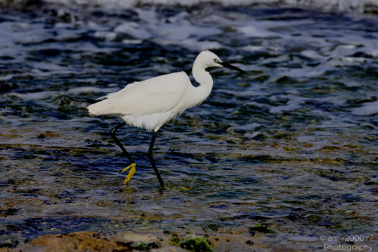 White_Egret_Wading_In_The_Shore_Of_Mediterranean_Sea_In_Tel-Aviv_Birds_Photography_Nature_Photography_Canon_EOS_R5_Mark_II_2026_039.JPG