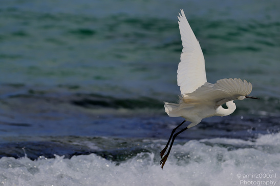 White_Egret_Wading_In_The_Shore_Of_Mediterranean_Sea_In_Tel-Aviv_Birds_Photography_Nature_Photography_Canon_EOS_R5_Mark_II_2026_041.JPG