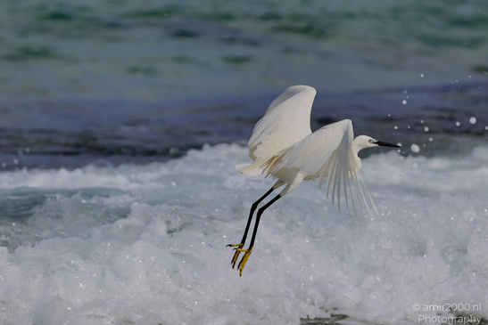 White_Egret_Wading_In_The_Shore_Of_Mediterranean_Sea_In_Tel-Aviv_Birds_Photography_Nature_Photography_Canon_EOS_R5_Mark_II_2026_042.JPG