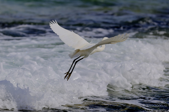 White_Egret_Wading_In_The_Shore_Of_Mediterranean_Sea_In_Tel-Aviv_Birds_Photography_Nature_Photography_Canon_EOS_R5_Mark_II_2026_043.JPG