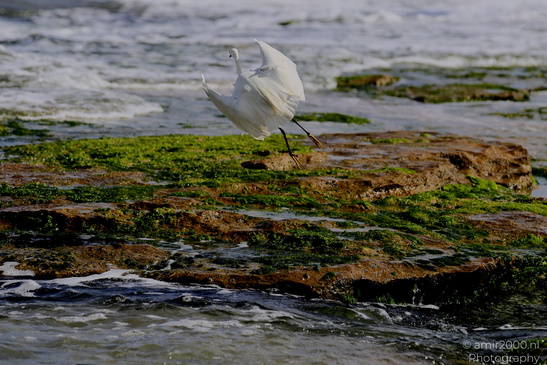 White_Egret_Wading_In_The_Shore_Of_Mediterranean_Sea_In_Tel-Aviv_Birds_Photography_Nature_Photography_Canon_EOS_R5_Mark_II_2026_044.JPG