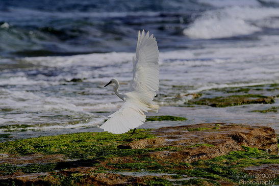 White_Egret_Wading_In_The_Shore_Of_Mediterranean_Sea_In_Tel-Aviv_Birds_Photography_Nature_Photography_Canon_EOS_R5_Mark_II_2026_045.JPG