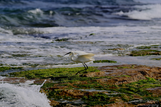 White_Egret_Wading_In_The_Shore_Of_Mediterranean_Sea_In_Tel-Aviv_Birds_Photography_Nature_Photography_Canon_EOS_R5_Mark_II_2026_046.JPG
