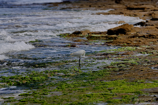 White_Egret_Wading_In_The_Shore_Of_Mediterranean_Sea_In_Tel-Aviv_Birds_Photography_Nature_Photography_Canon_EOS_R5_Mark_II_2026_047.JPG