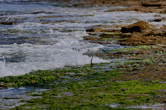 White_Egret_Wading_In_The_Shore_Of_Mediterranean_Sea_In_Tel-Aviv_Birds_Photography_Nature_Photography_Canon_EOS_R5_Mark_II_2026_048.JPG