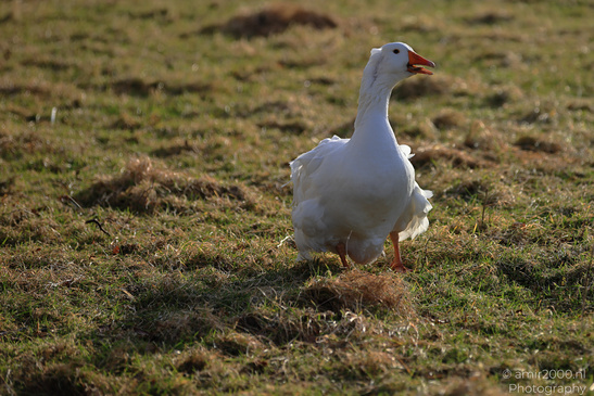 White_Goose_In_The_Isle_Of_Skye_In_The_Scottish_Highlands_Birds_Photography_Nature_Photography_Canon_EOS_R5_Mark_II_2026_001.JPG