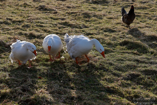 White_Goose_In_The_Isle_Of_Skye_In_The_Scottish_Highlands_Birds_Photography_Nature_Photography_Canon_EOS_R5_Mark_II_2026_002.JPG