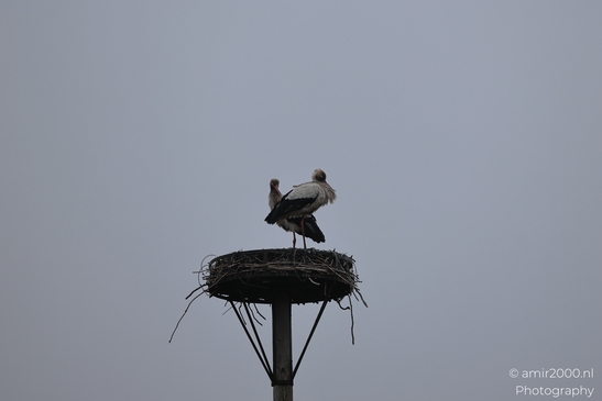 Two white storks perched on a nest atop a pole. - image from year 2026 #001