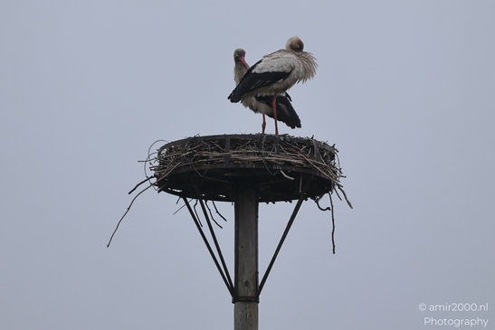 White stork with natural light detail across feathers and form. - image from year 2026 #002