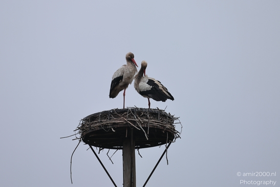 A white stork is perched near distant trees with outdoor context in the background. - image from year 2026 #003