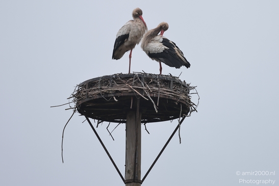 Across the frame, a white stork rests on a visible perch with earth and grass texture in the - image from year 2026 #004