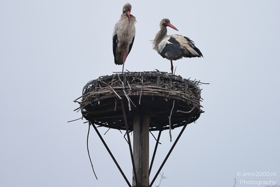 A white stork remains perched with a side profile against outdoor context. - image from year 2026 #005