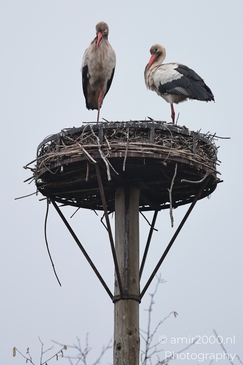 Two white storks perched on a nest atop a wooden pole. - image from year 2026 #006