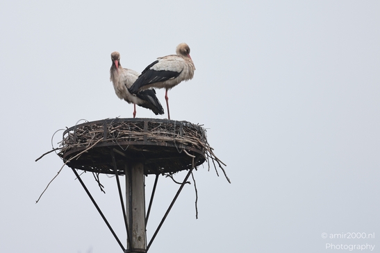 A white stork stays perched against the skyline with light cloud cover. - image from year 2026 #007