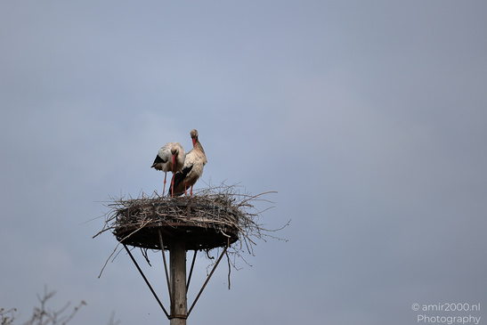 White_Stork_Nesting_In_Westerpark_Amsterdam_Birds_Photography_Nature_Photography_Canon_EOS_R5_Mark_II_2026_001.JPG