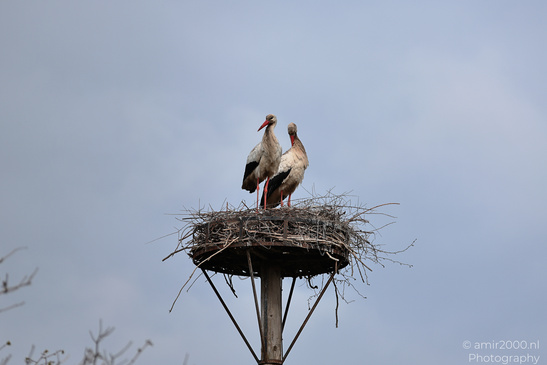 White_Stork_Nesting_In_Westerpark_Amsterdam_Birds_Photography_Nature_Photography_Canon_EOS_R5_Mark_II_2026_002.JPG