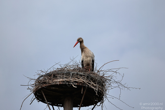 White_Stork_Nesting_In_Westerpark_Amsterdam_Birds_Photography_Nature_Photography_Canon_EOS_R5_Mark_II_2026_003.JPG