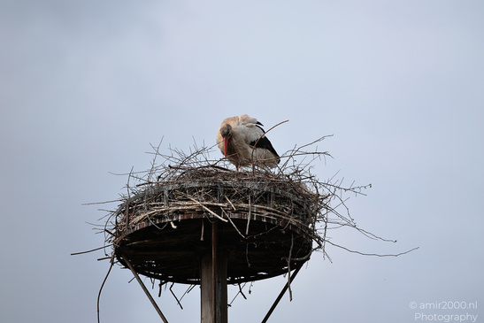 White_Stork_Nesting_In_Westerpark_Amsterdam_Birds_Photography_Nature_Photography_Canon_EOS_R5_Mark_II_2026_004.JPG