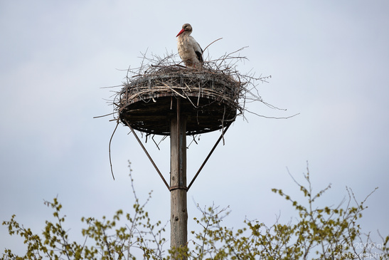 White_Stork_Nesting_In_Westerpark_Amsterdam_Birds_Photography_Nature_Photography_Canon_EOS_R5_Mark_II_2026_005.JPG