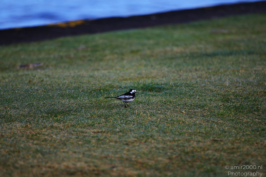 White_Winged_Wren_In_Loch_Linnhe_In_The_Scottish_Highlands_Birds_Photography_Nature_Photography_Canon_EOS_R5_Mark_II_2026_001.JPG