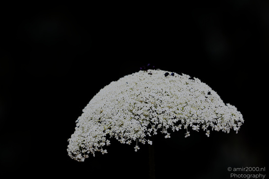 Wild_Carrot_Heads_In_Ariel_Sharon_Park_Flora_Photography_Nature_Photography_Canon_EOS_R5_Mark_II_2026_001.JPG