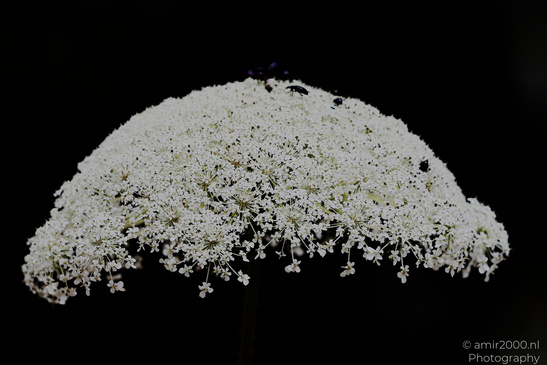 Wild_Carrot_Heads_In_Ariel_Sharon_Park_Flora_Photography_Nature_Photography_Canon_EOS_R5_Mark_II_2026_002.JPG