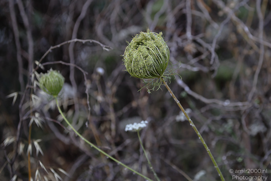Wild_Carrot_Heads_In_Ariel_Sharon_Park_Flora_Photography_Nature_Photography_Canon_EOS_R5_Mark_II_2026_003.JPG