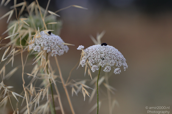 Wild_Carrot_Heads_In_Ariel_Sharon_Park_Flora_Photography_Nature_Photography_Canon_EOS_R5_Mark_II_2026_004.JPG