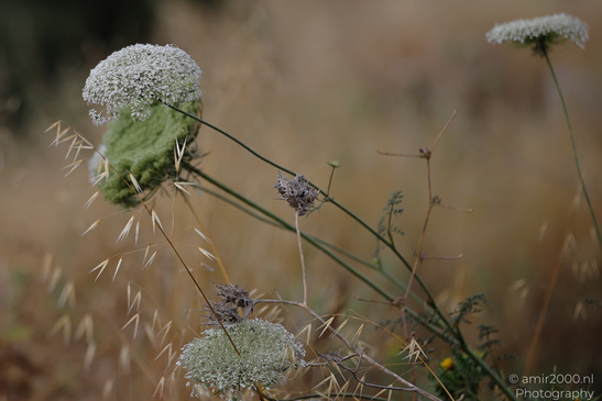 Wild_Carrot_Heads_In_Ariel_Sharon_Park_Flora_Photography_Nature_Photography_Canon_EOS_R5_Mark_II_2026_005.JPG