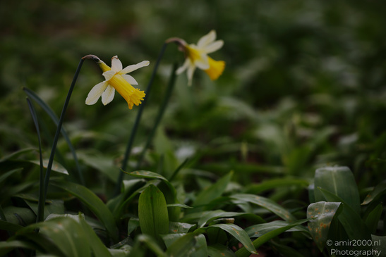 Wild_Daffodil_Flower_Photography_Nature_Photography_Canon_EOS_R5_Mark_II_2026_001.JPG