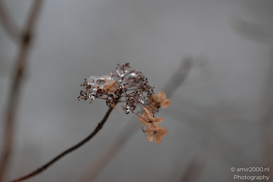 Winter_Frost_And_Snowy_Day_At_Westerpark_Amsterdam_Netherlands_Nature_Photography_Canon_EOS_R5_Mark_II_2026_001.JPG