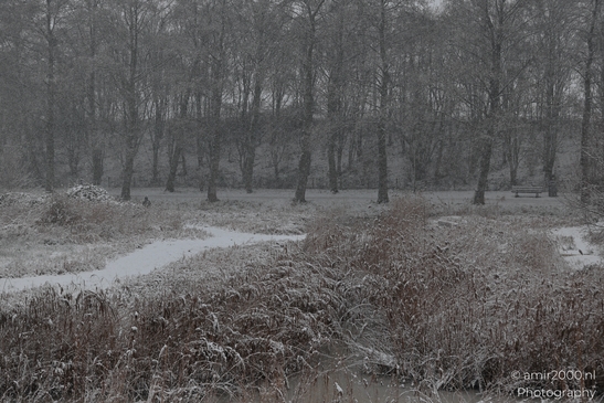 Winter_Frost_And_Snowy_Day_At_Westerpark_Amsterdam_Netherlands_Nature_Photography_Canon_EOS_R5_Mark_II_2026_004.JPG