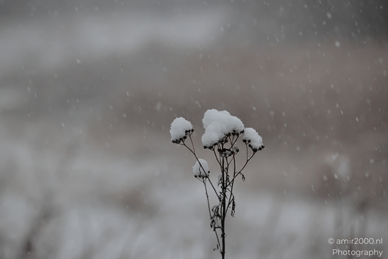 Winter_Frost_And_Snowy_Day_At_Westerpark_Amsterdam_Netherlands_Nature_Photography_Canon_EOS_R5_Mark_II_2026_007.JPG