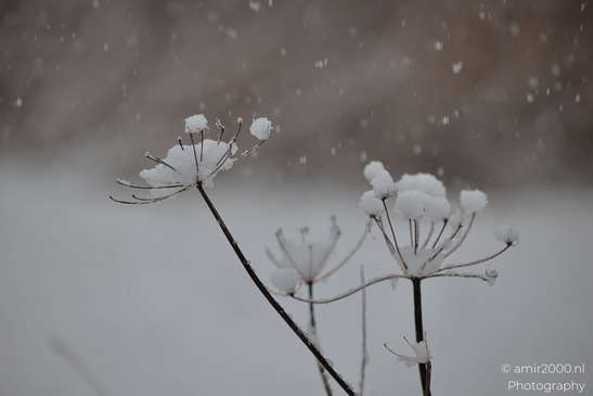 Winter_Frost_And_Snowy_Day_At_Westerpark_Amsterdam_Netherlands_Nature_Photography_Canon_EOS_R5_Mark_II_2026_008.JPG