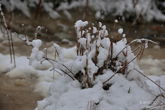 Winter_Frost_And_Snowy_Day_At_Westerpark_Amsterdam_Netherlands_Nature_Photography_Canon_EOS_R5_Mark_II_2026_014.JPG