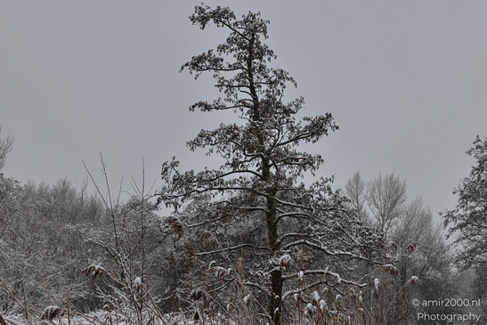 Winter_Frost_And_Snowy_Day_At_Westerpark_Amsterdam_Netherlands_Nature_Photography_Canon_EOS_R5_Mark_II_2026_020.JPG
