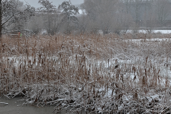 Winter_Frost_And_Snowy_Day_At_Westerpark_Amsterdam_Netherlands_Nature_Photography_Canon_EOS_R5_Mark_II_2026_021.JPG