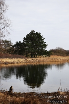 Winter_Scenery_In_Amsterdamse_Waterleidingduinen_Noord_Holland_Netherlands_Nature_Photography_Canon_EOS_R5_Mark_II_2026_003.JPG