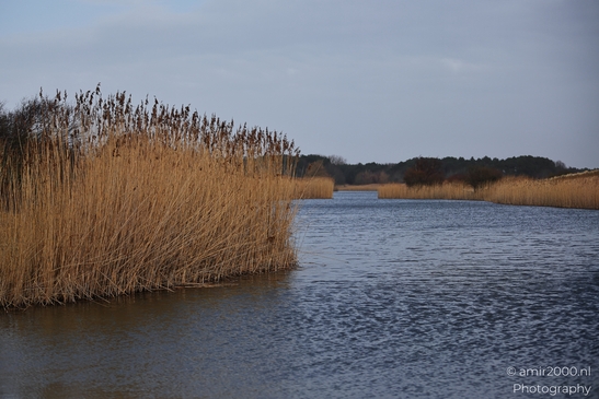 Winter_Scenery_In_Amsterdamse_Waterleidingduinen_Noord_Holland_Netherlands_Nature_Photography_Canon_EOS_R5_Mark_II_2026_007.JPG