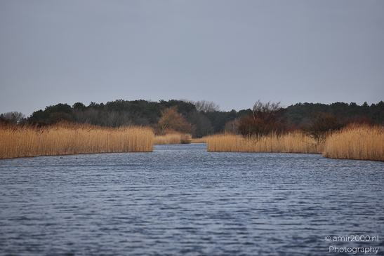 Winter_Scenery_In_Amsterdamse_Waterleidingduinen_Noord_Holland_Netherlands_Nature_Photography_Canon_EOS_R5_Mark_II_2026_008.JPG