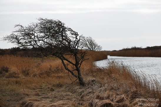 With dune grass and sandy ground in view, a winter landscape shows dry winter grasses with - image from year 2026 #014