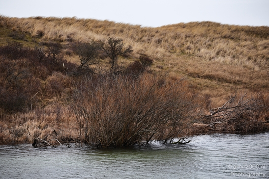 A tranquil winter landscape in the Amsterdamse Waterleidingduinen, showcasing leafless shrubs - image from year 2026 #015