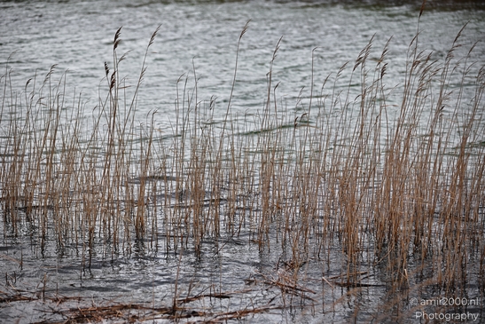 Dried reeds sway in a tranquil winter scene at the Amsterdamse Waterleidingduinen in Noord - image from year 2026 #016
